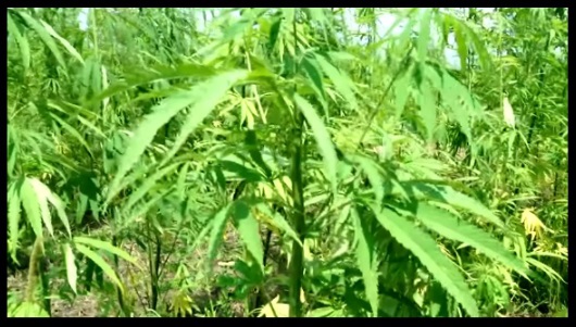 marihuanas medicinal en españa
